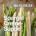 Bild: Montagstopf: Spargel-Creme-Suppe