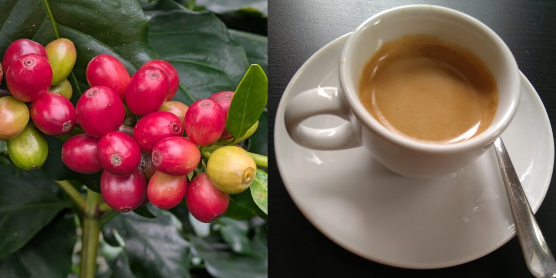 Bild: Die Zukunft für gute Kaffees