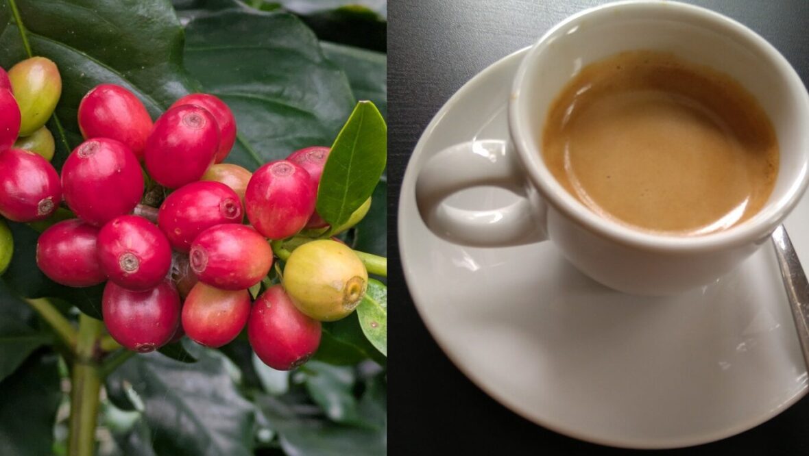 Bild: Die Zukunft für gute Kaffees